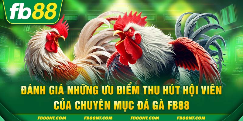 Đánh giá những ưu điểm thu hút hội viên của chuyên mục đá gà FB88