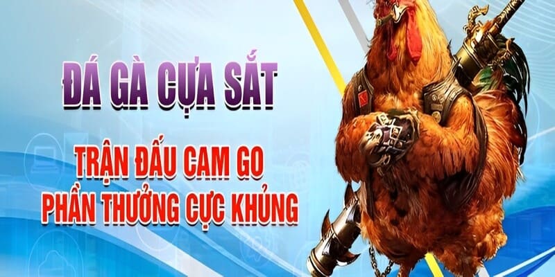 Sơ lược về hình thức gà chiến đá cựa sắt