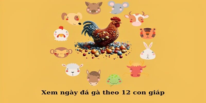 Xem ngày đá cho chiến kê theo 12 con giáp
